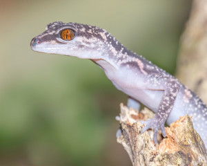 Endangered and endemic to Okinawa the amazing Kuroiwa's ground gecko.