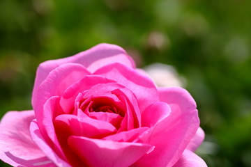 日本のピンクの薔薇