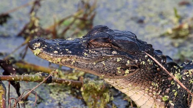 Alligator Video Clip 