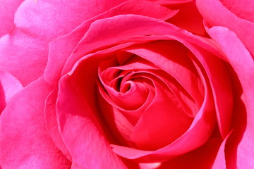 日本のピンクの薔薇