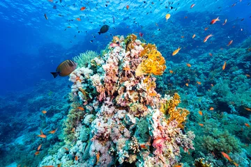Fotobehang koraalrif en vissen © leslie