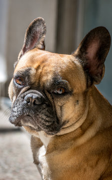 Bulldog Francés Retrato luz natural