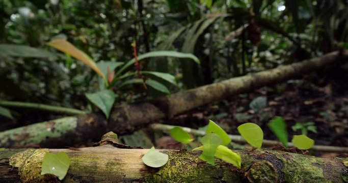 Leaf Cutter Ants (Atta sp.) walking along a branch in the rainforest. In their natural habitat, pristine tropical rainforest near rio Tiputini in the Ecuadorian Amazon
