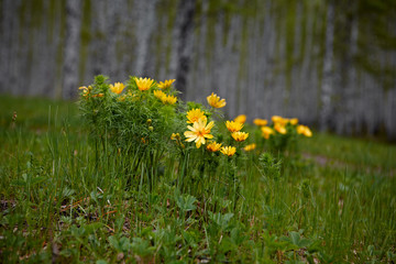 Obraz premium Wild spring bright yellow flower Adonis vernalis in the glades of the birch forest