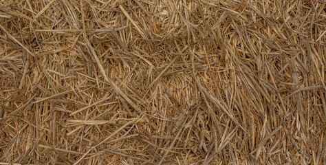 dry grass on lawn as nature background. Brown Background. 
