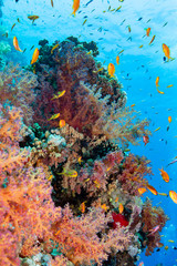 Naklejka na ściany i meble tropical coral reef