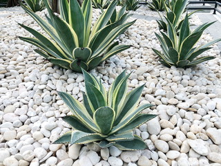 PATTAYA,THAILAND - January 28,2020 : The sky Garden at Nong Nooch tropical garden in Thailand.