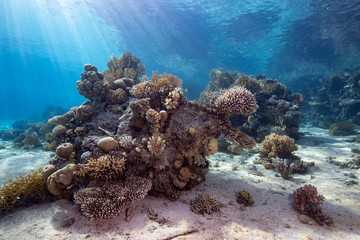 coral reef