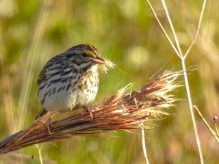 Ipswich Savannah sparrow in the Orlando Wetlands, Florida