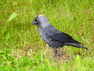 Eurasian Jackdaw in Scotland