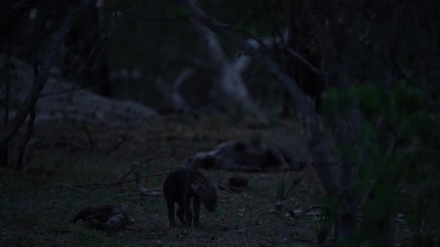 Hyena at night. Spotted hyena, Crocuta crocuta, angry animal near the water hole, beautiful evening sunset. Animal behaviour from nature, wildlife in Etosha, Namibia, Africa. Hyena in savannah.