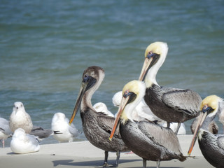 Juvenile and adult brown pelicans in New Smyrna Beach, Florida