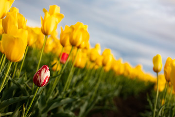 Fototapeta premium yellow tulips in spring