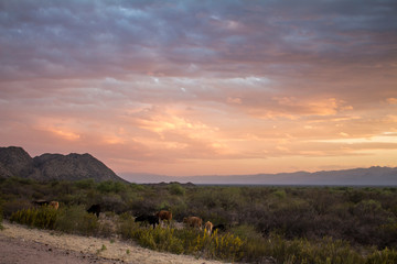 Beautiful sunset in the mountainous field. Caws in the field. Landscape away from cities.