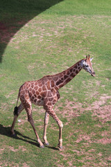 Giraffe walking along the grass.  Giraffa Cameleopadalis. Copy space.