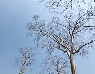Landscape background/Blue sky and winter trees