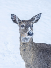 
A close portrait of a young buck deer spending time in snowstorm at Minnesota	

