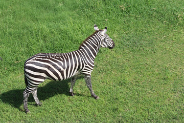 Fototapeta na wymiar Plains zebra also known as the common zebra. The zebra is walking and grazing. Brown dirt in the background. Equus quagga