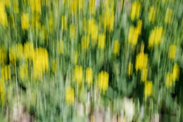 유채꽃을 틸팅기법으로 찍은 사진, 초점이 맞지 않은