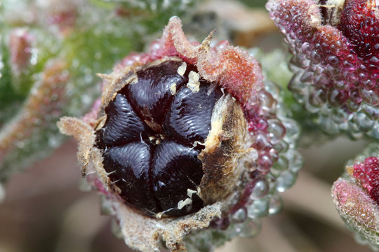 KRISTALLMITTAGSBLUME