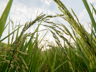 Naklejka premium Rice In the field beautiful Sunrise in the morning nature background