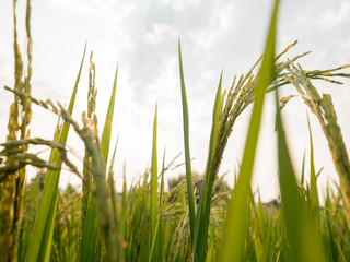 Fototapeta premium Rice In the field beautiful Sunrise in the morning nature background