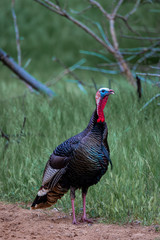 turkey in the grass