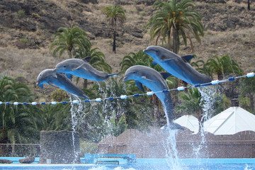 Delphin © Stephan von Mikusch