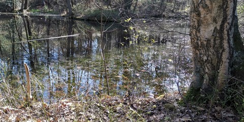 grass and water