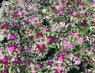 Variegated leaves as a background
