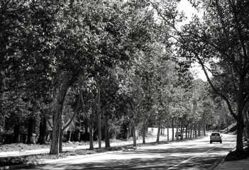 Avenue of trees and their shadows as a car drives down the street in black and white