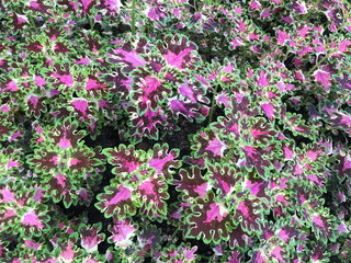 Fototapeta premium Variegated leaves as a background