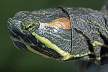 Rotwangen-Schmuckschildkröte