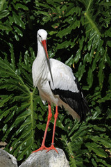 Weissstorch