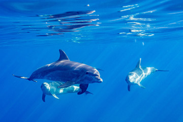 dolphins 