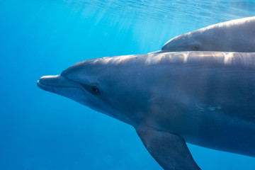 Naklejka premium dolphins 