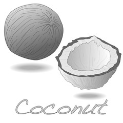 Vector illustration of coconut with half on white background