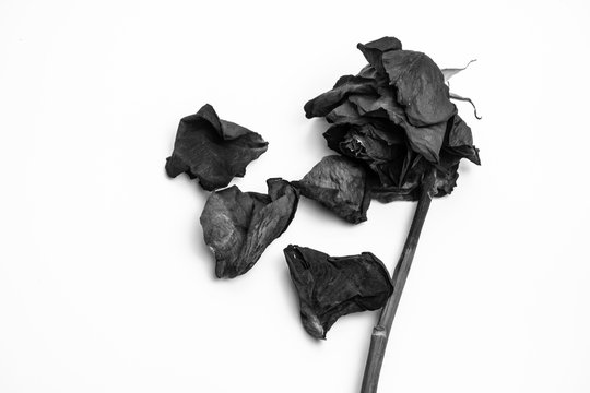 Dead rose and dried fallen petals on white background. Black and white image.
