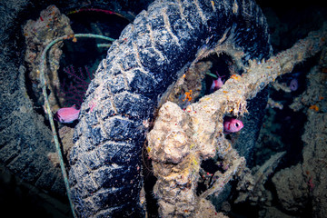 wreck thistlegorm