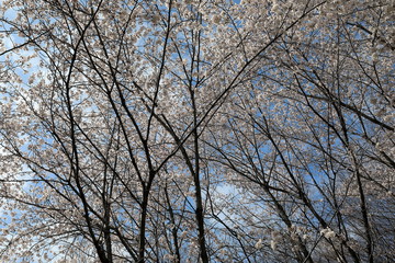 하얀 벚꽃이 보이는 아름다운 풍경