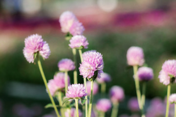 amaranth flowers with sunlight.