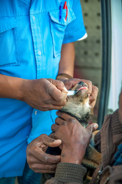 Malnourished Dog Being Wormed