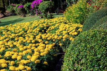 Marigold and ornamental.