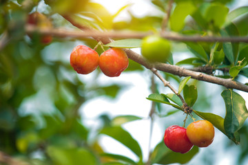 Acerola cherry on the tree with water drop, High vitamin C and antioxidant fruits.