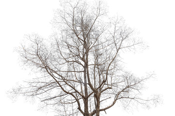 Dry tree isolated on white background