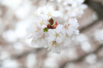 벚꽃을 클로즈업한 사진