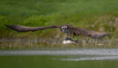 Obraz premium Osprey with a Fish 