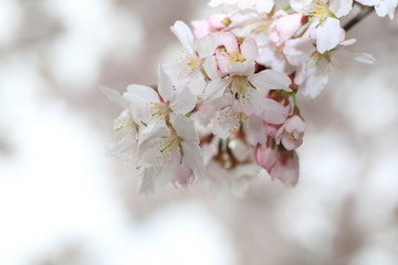 벚꽃을 클로즈업한 사진