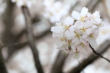 벚꽃을 클로즈업한 사진