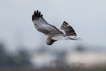 Extremely close view of a male hen harrier gliding while hunting, seen in the wild in North California